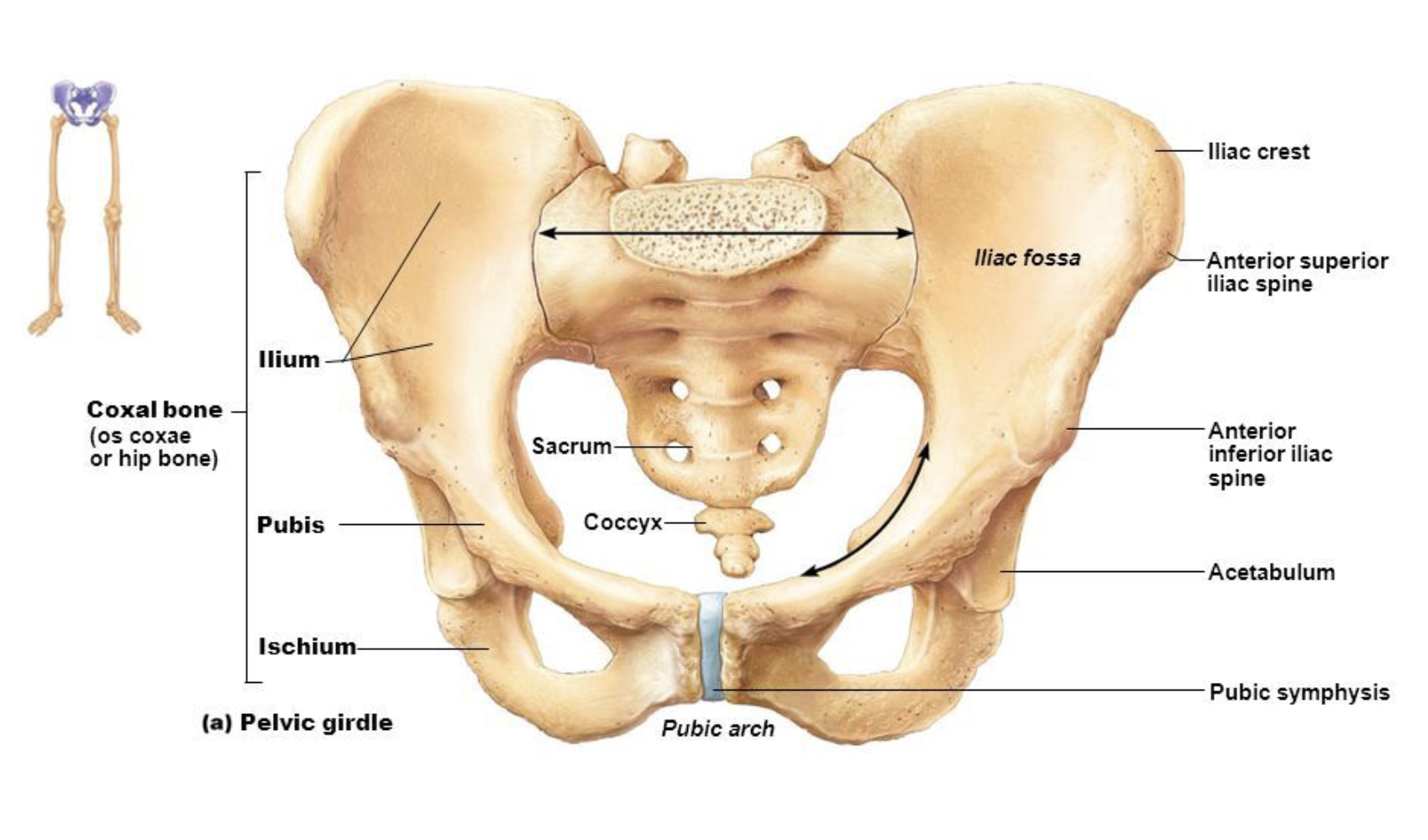 <p>Hollowed area of a bone</p>