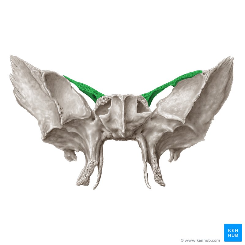 <p>anterior to greater wingers, superior to greater wings (no foramen)</p>