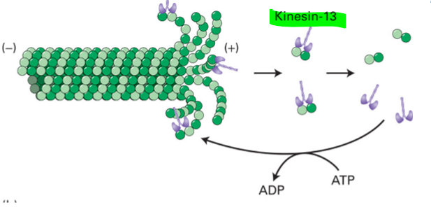 <p>MT disassembling kinesin </p>