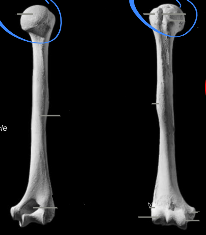 <p>Located on the humerus, articulated with the glenoid fossa</p>