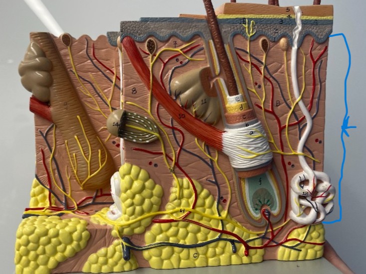term image