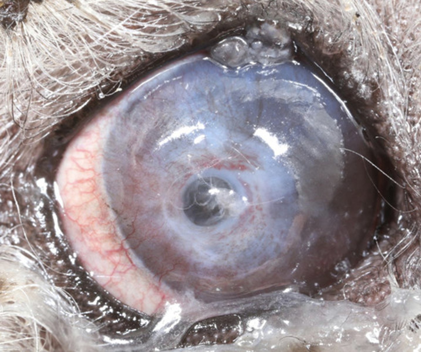 <p>Describe complicated corneal ulceration.</p>