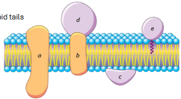 <p>2 main categories of membrane proteins: integral proteins</p>