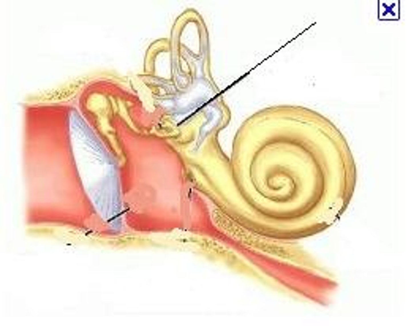 <p>oval shaped membrane and opening into the inner ear at the base of stapes</p>