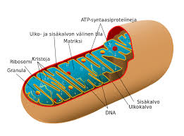 <p><span>Energia-aineenvaihduntaan liittyvä soluelin, joka on tumallisissa soluissa. siellä tapahtuu happea vaativa soluhengitys, jonka avulla solu muodostaa tehokkaasti adenosiinitrifosfaattia eli ATP:tä. ATP:n lisäksi soluhengityksen monimutkaisissa reaktioissa vapautuu hukkalämpöä. Reaktioiden lopputuotteet ovat hiilidioksidi</span></p>