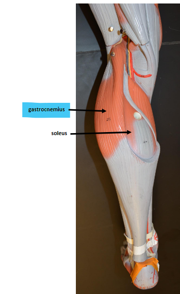<p>Gastrocnemius </p>