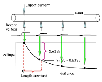 <ul><li><p><strong>r<sub>m</sub> </strong>= resistance to ion current through the membrane</p></li><li><p><strong>r<sub>i</sub> </strong>= resistance to ion flow in the axoplasm; viz axial resistance</p></li></ul><p></p>