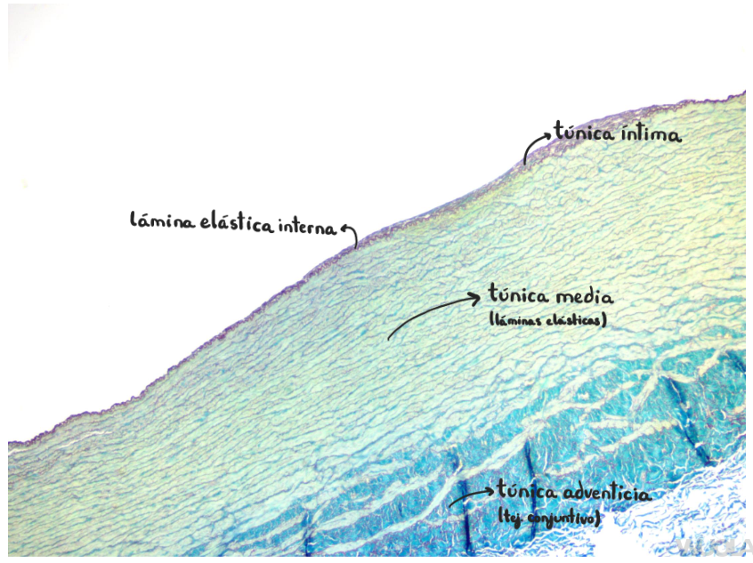 <p>Arteria aorta (elástica)</p>