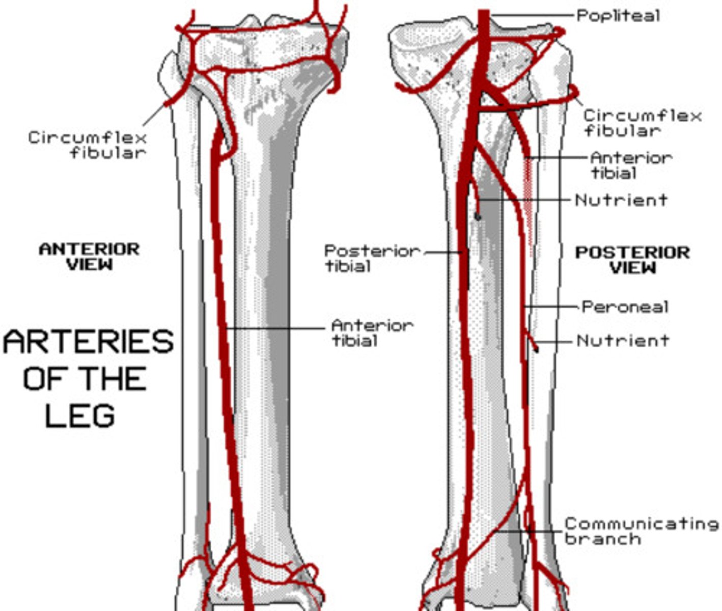 <p>gap in the interosseous membrane </p><p>posterior to anterior compartment </p>
