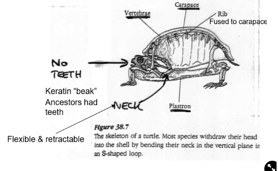 <ul><li><p><strong>Carapace</strong>→ top, <strong>Plastron</strong>→ bottom</p><ul><li><p>made of bone, covered in beta keratin→ can form scutes (pattern)</p></li></ul></li><li><p>The <strong>Vertebrate and Ribs</strong> are fused to the carapace</p></li><li><p>Ancestors had teeth but modern-day have a <strong>keratin beak</strong> instead</p></li><li><p>Have a flexible and <strong>retractable</strong> <strong>neck</strong>→ can retract forward or sideways <span>(side-necked/snake-necked turtle)</span></p></li></ul>