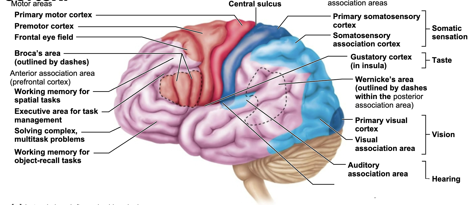 <p>What is this brain regions name and function?</p>