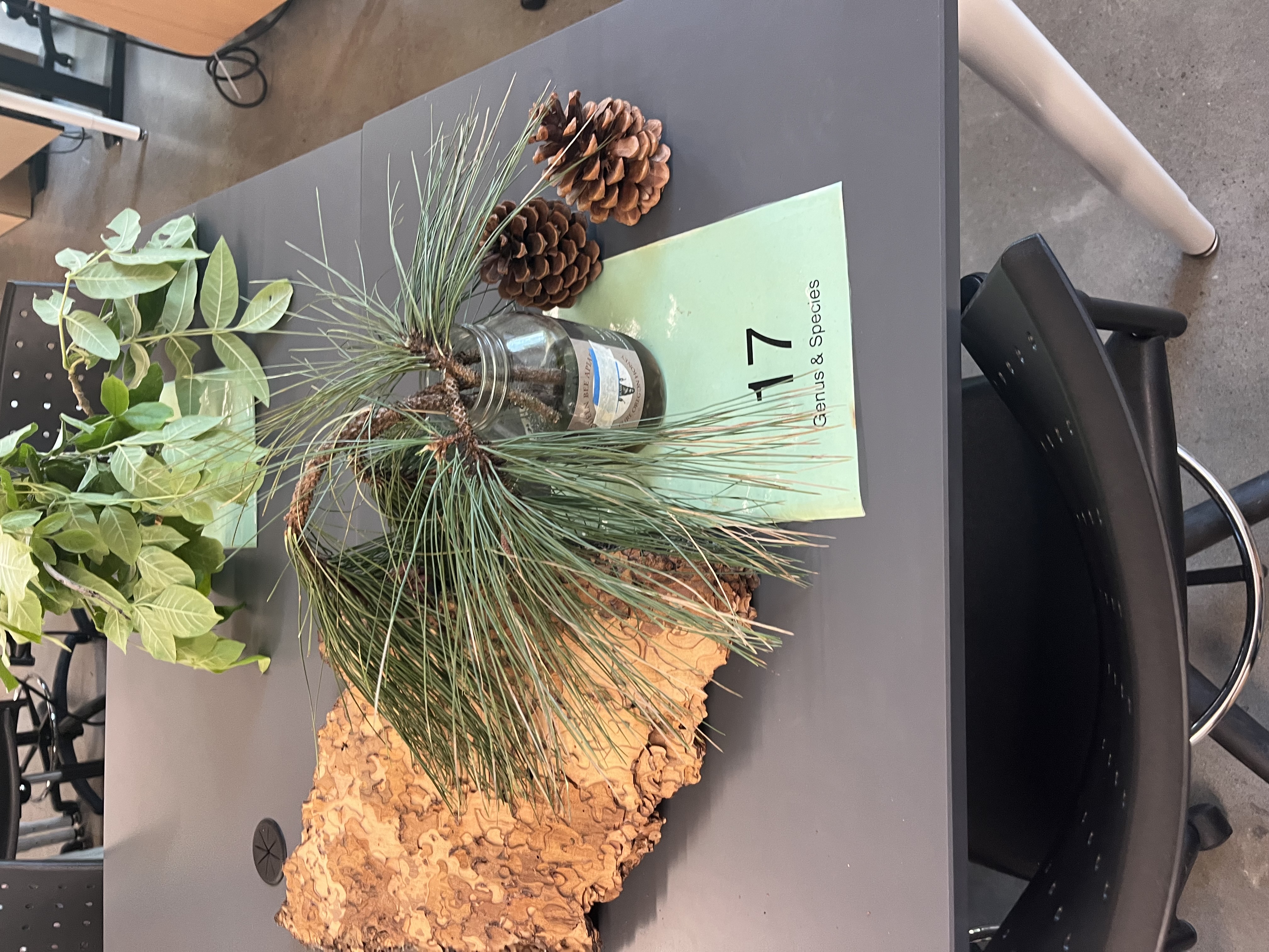 <p>5-10” long needles. oval and prickly cones. connection point on tree limb sticks out.</p>