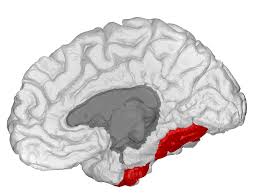 <p>fusiform gyrus</p>