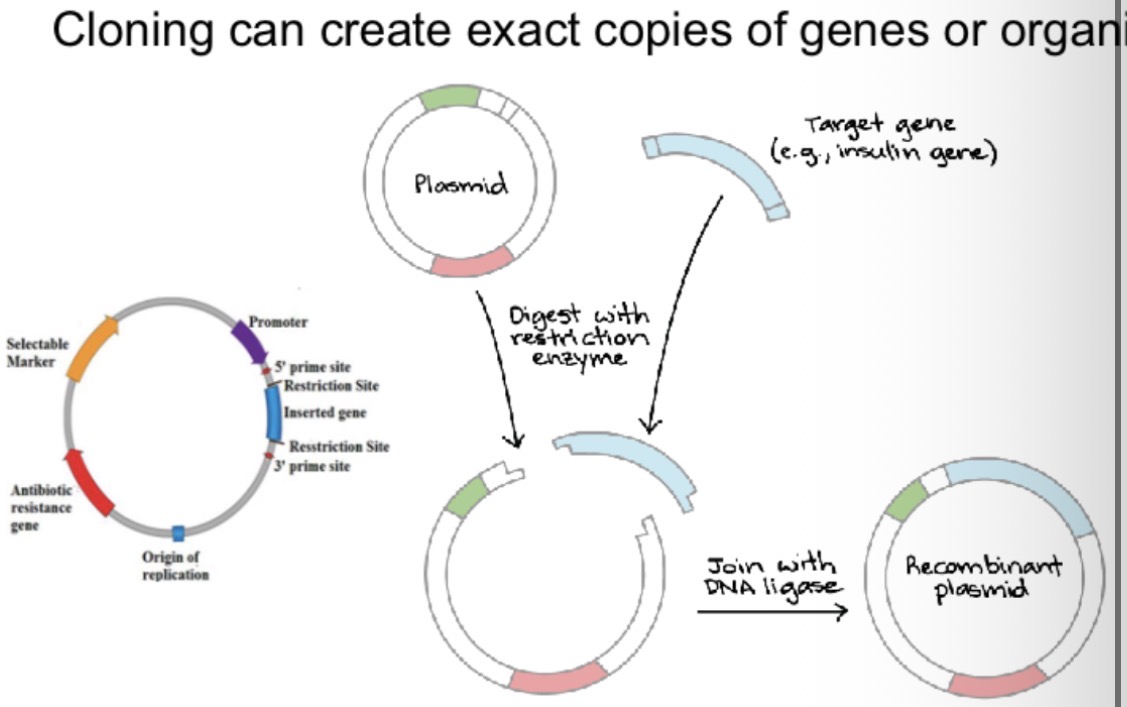 <p>A recombinant plasmid.</p>