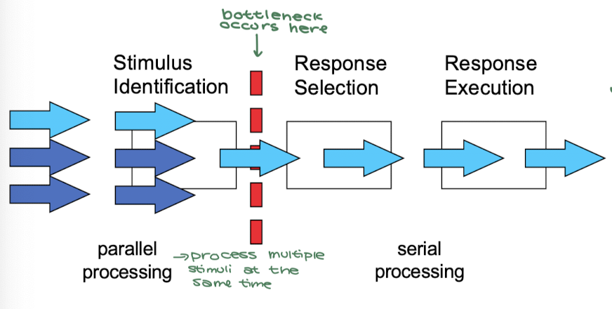 <ul><li><p>Bottleneck occurs <strong>after stimulus identification before response selection</strong></p></li><li><p>Combination of parallel and serial processing</p><ul><li><p>Parallel processing → process multiple stimuli at the same time</p></li><li><p>Serial processing → process one stimuli at a time</p></li></ul></li><li><p>Consider the PRP </p></li></ul>