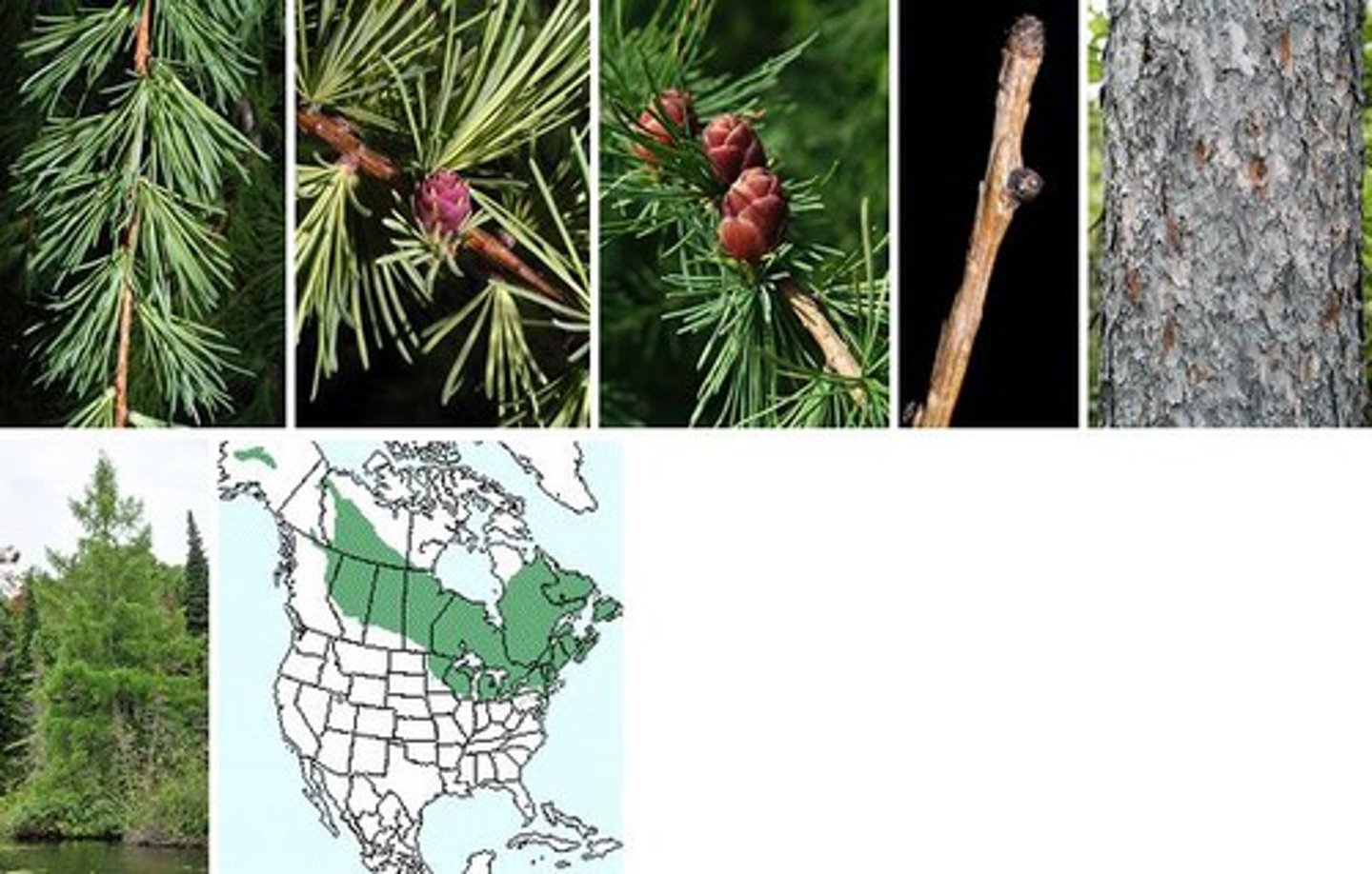 <p>- needles: longest, deciduous</p><p>- twigs: hairless</p><p>- cones: smallest, plentiful, rounded seed cone scales, no bract scales.</p>