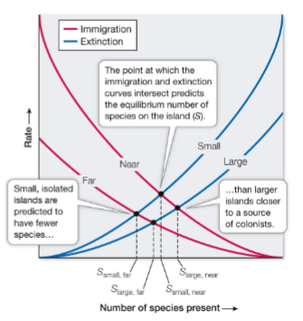 <p>the number of species on an island depends on the balance between immigration and extinction rates</p><p>as species richness increases the rate of immigration decreases but extinction increases due to competition and predation</p><p>the point at which the immigration and extinction curves intersect predict the equilirbium number of species on the island → the number of species that should theoretically fit on the island</p>