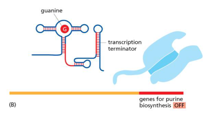 <p>low guanine levels activate transcription of purine biosynthetic genes</p><p>high guanine levels cause guanine to bind to riboswitch and RNA polymerase to terminate transcription of purine biosynthetic genes</p>