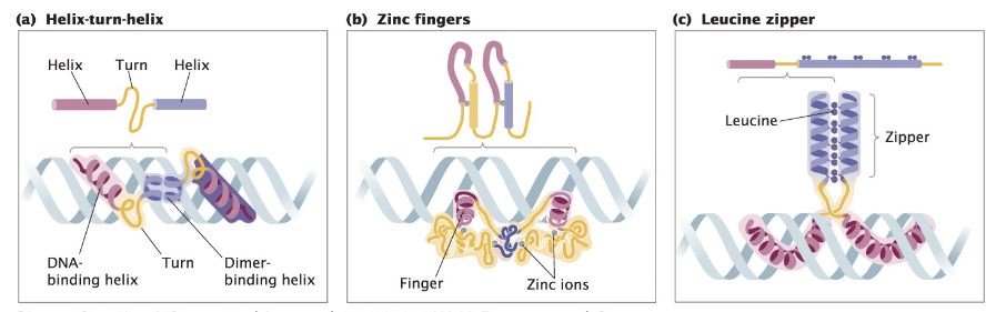 <p>DNA binding proteins can act as activators or repressors of transcription<br>Common in both prokaryotes and eukaryotes<br>Contain domains of 60ā90 amino acids that recognize specific DNA sequences and interact with DNA grooves<br>Motifs bind non-covalently to the promoter of a gene or operon<br>Can recruit RNA polymerase or inhibit its binding</p>