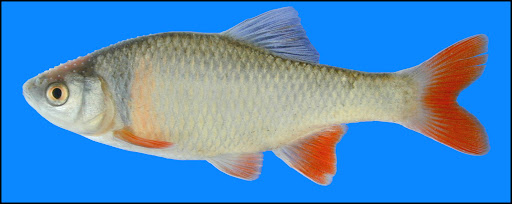 <p>small, eliminate other species, minnows</p>