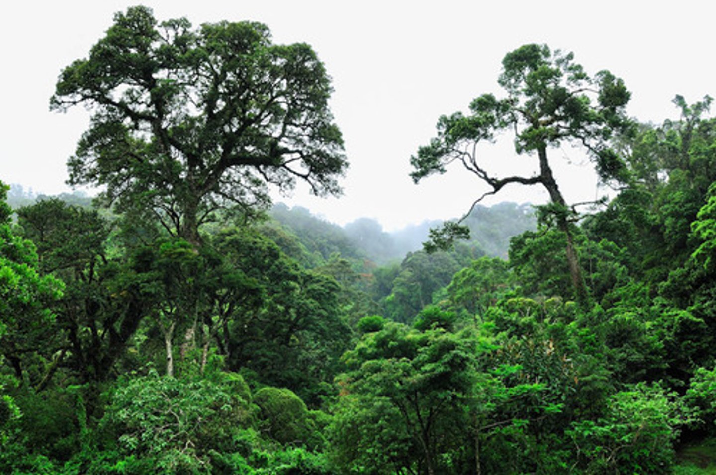 <p>the tallest tree in the rainforest towering above the canopy</p>
