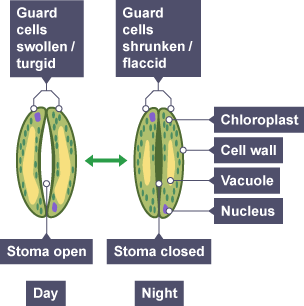 <p><mark data-color="green" style="background-color: green; color: inherit">open</mark> in<strong> light</strong> exposure to photosynthesise. <span style="color: purple">close</span> in an <strong>absence of light</strong> to prevent water loss(save/store water)</p>