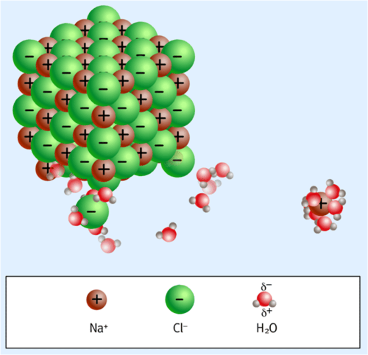 <p>a process that occurs when an ionic solute dissolves; in solution, solvent molecules surround the positive and negative ions</p>