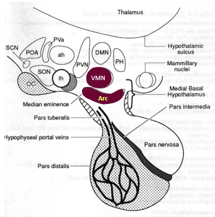 <p>Increases production and release of GH in somatotrophs.</p>