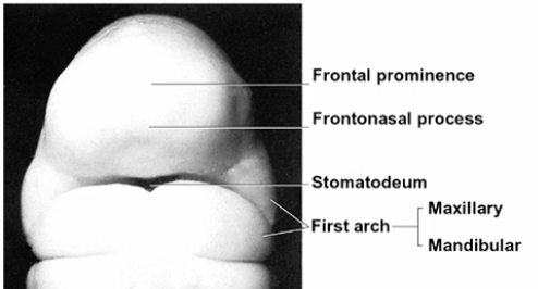 <p>What does the first branchial arch do?</p>
