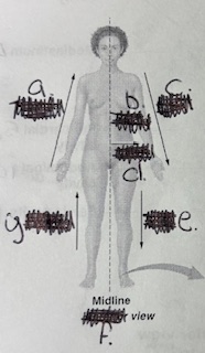 <p>b, d Directional Term</p>