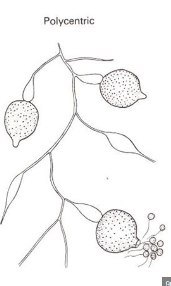 <p>multiple sporangia</p>