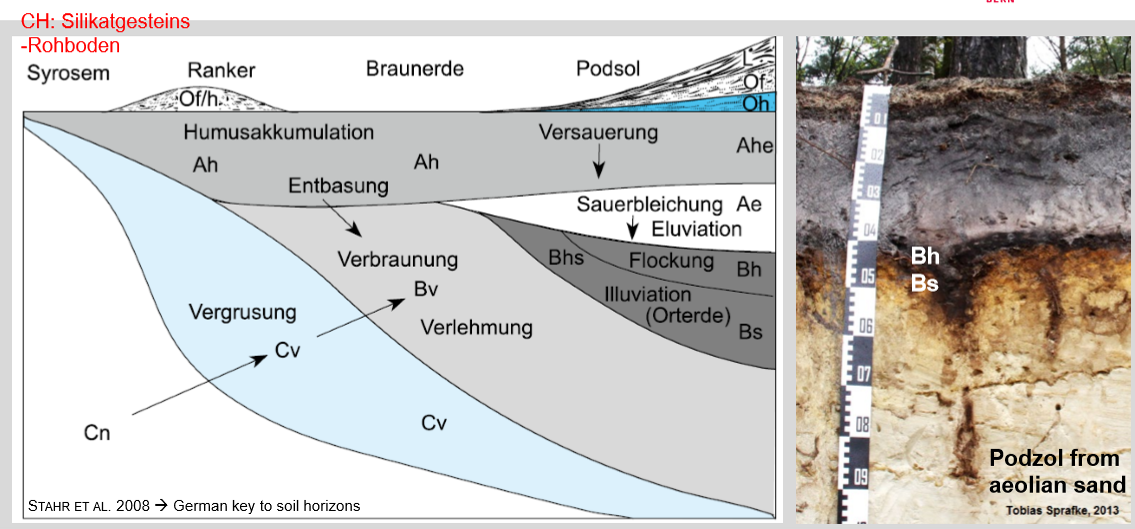 <p>Granit/Gneiss rich in silica, soils form by humus accumulation, bases washed out</p><p>Soil acid, bleaching and organic matter goes down</p>