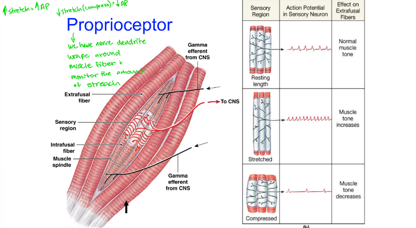 <p>What type of receptor is shown? </p>
