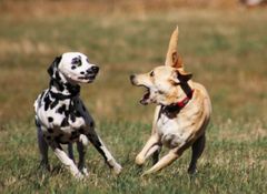 <p>Analyze the posture of the dog on the left</p>