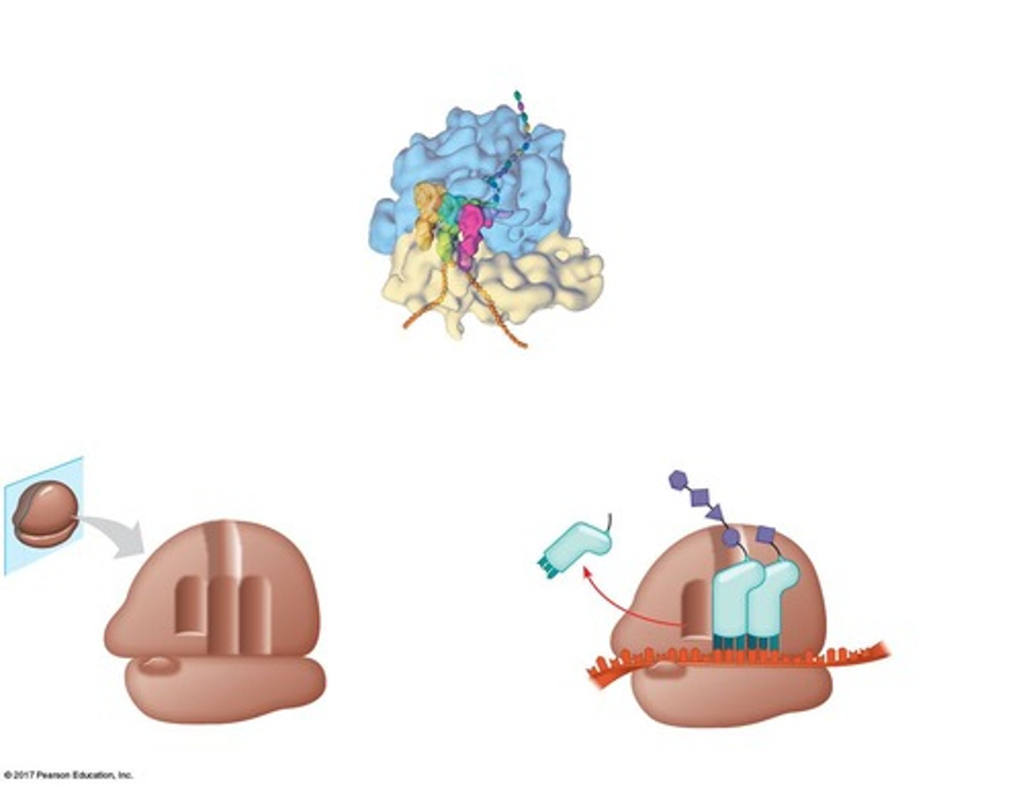 <p>Ribosomes are the sites where translation occurs, synthesizing polypeptides from mRNA.</p>