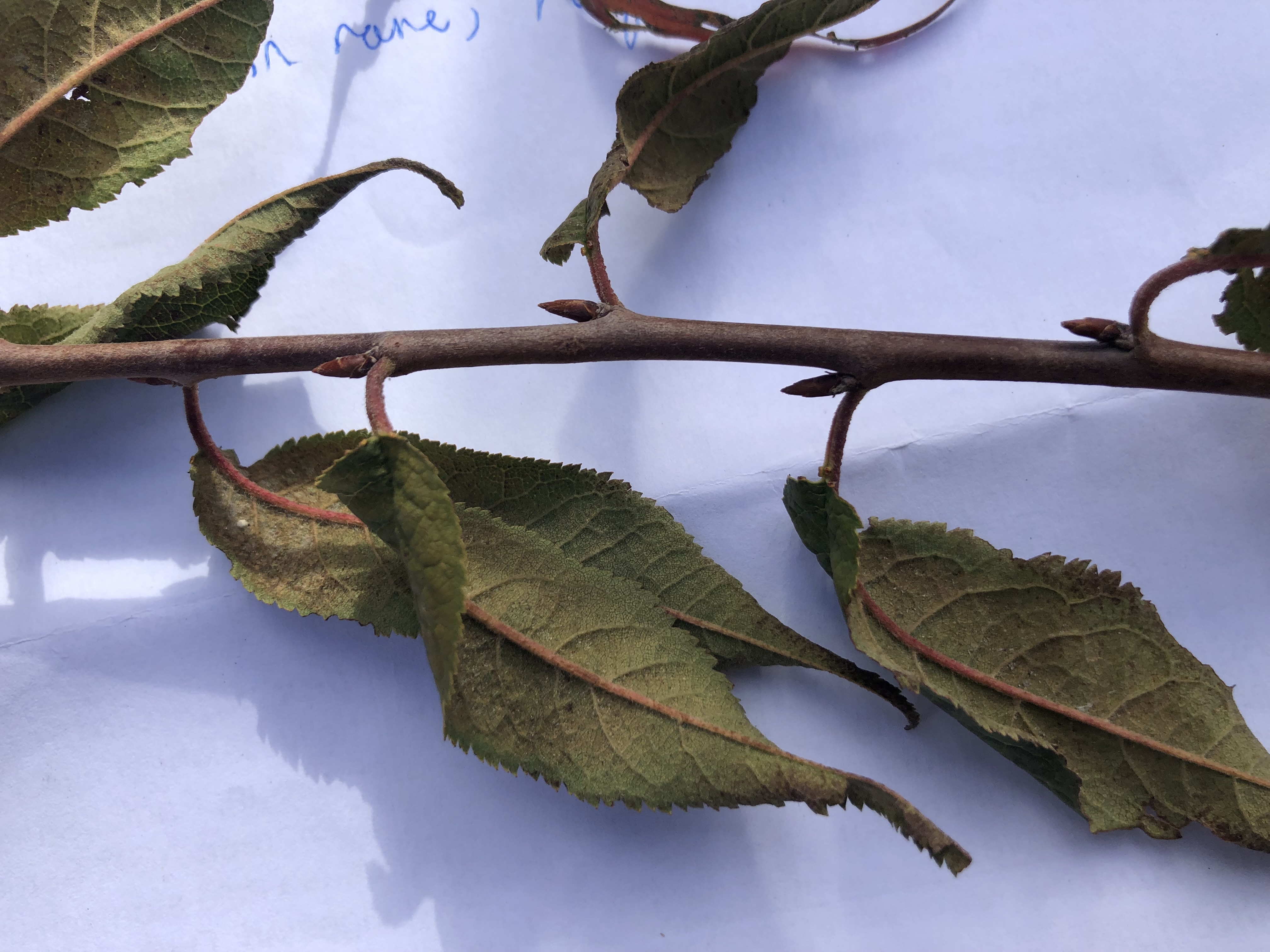 <p>Prunus serrula full height</p>