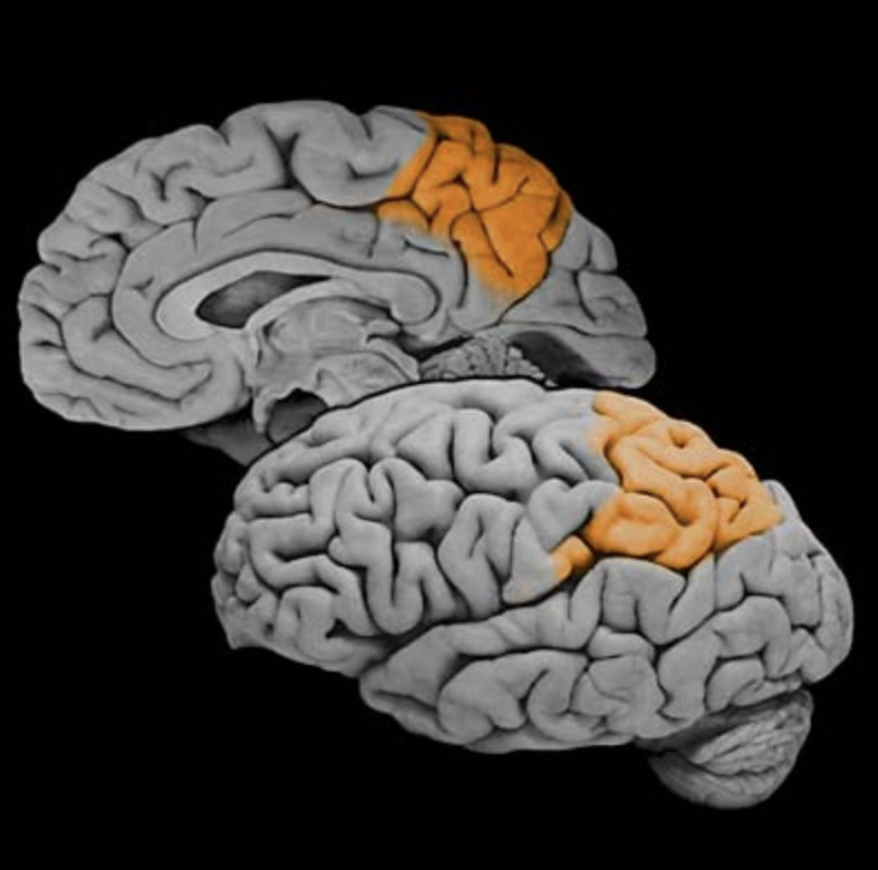 <p>Parietal association cortex</p>