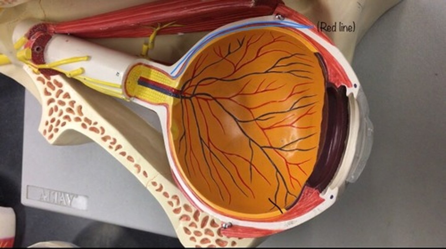 <p>the pigmented middle of the three concentric layers that make up an eye. The red layer</p>