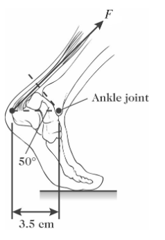 <p>The figure shows a person's foot. In that figure, the Achilles tendon exerts a force of magnitude <em>F</em> = 817 N. What is the magnitude of the torque that this force produces about the ankle joint?</p>