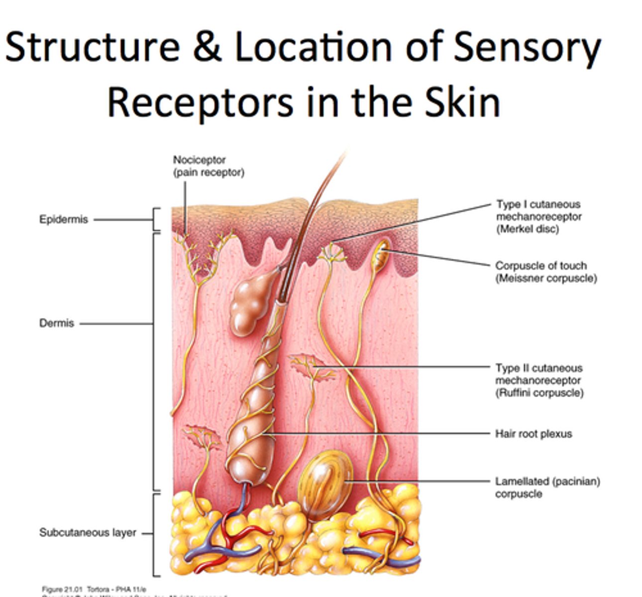 <p>Temperature, touch, and pain</p><p>(nerve endings)</p>