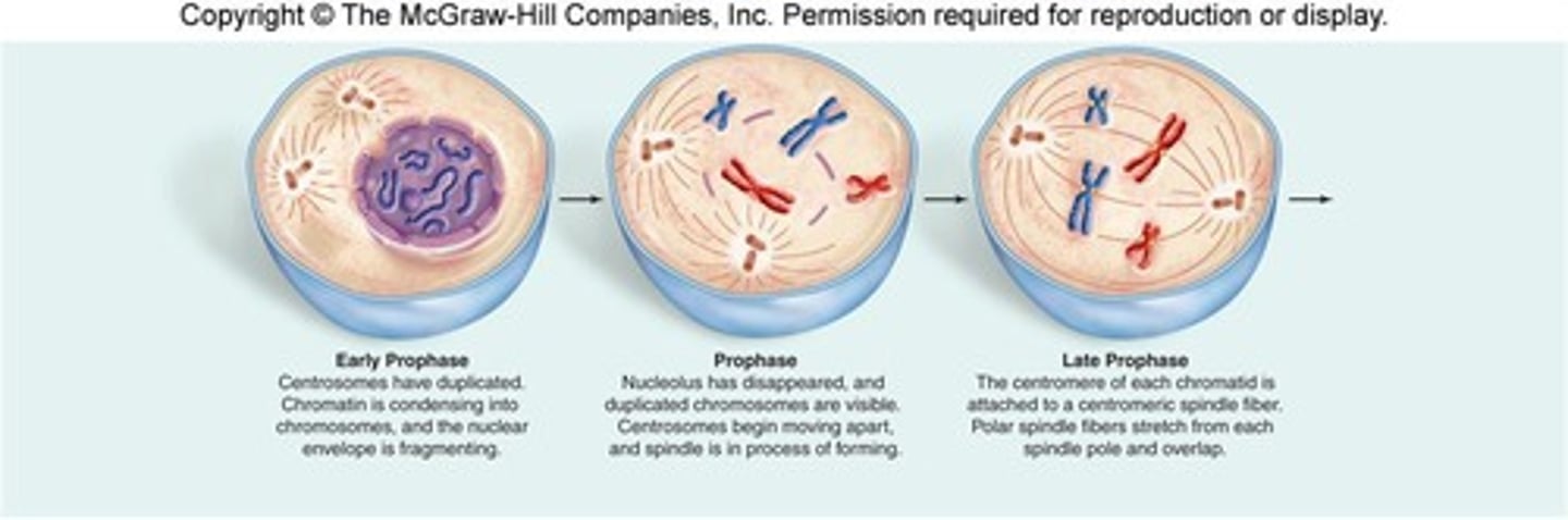 <p>The first phase of mitosis where centrioles move, spindle forms, and chromosomes become visible.</p>