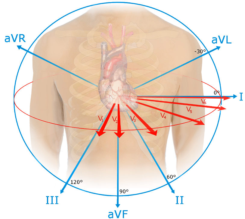 <ol><li><p><strong>V1-V6 (Chest Leads)</strong></p></li><li><p><strong>Limb Leads</strong></p></li><li><p><strong>Extended Leads for Posterior Wall</strong></p></li></ol>