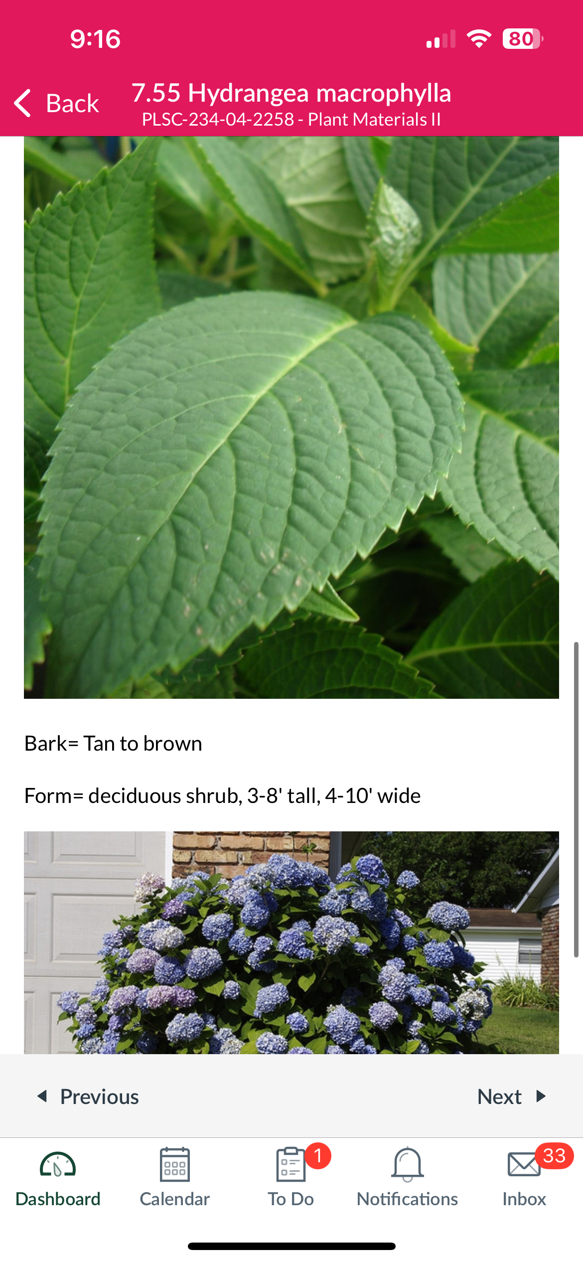 <p>Hydrangea macrophylla</p>