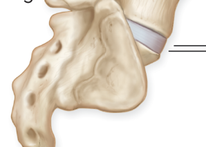<p>five sacral bones fused together; part of pelvis</p>