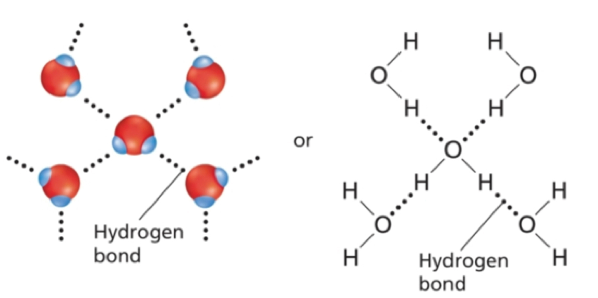 <p>Hydrogen Bonds</p>