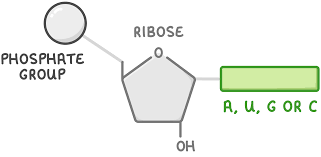 <ul><li><p>Ribose pentose sugar, phosphate group, &amp; 1 of the 4 nitrogenous bases</p></li><li><p>Uracil replaces thymine</p></li><li><p>RNA molecule made up of a single polynucleotide chain</p></li></ul><p></p>