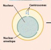 <p>Mitosis Interphase</p>