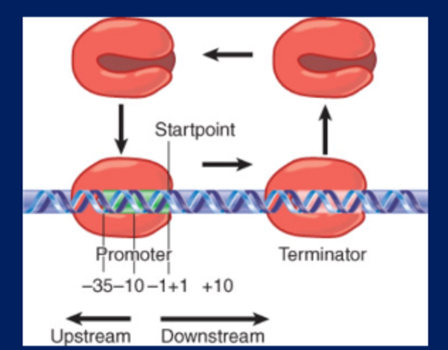 <p>The position on DNA corresponding to the first base incorporated into RNA</p>