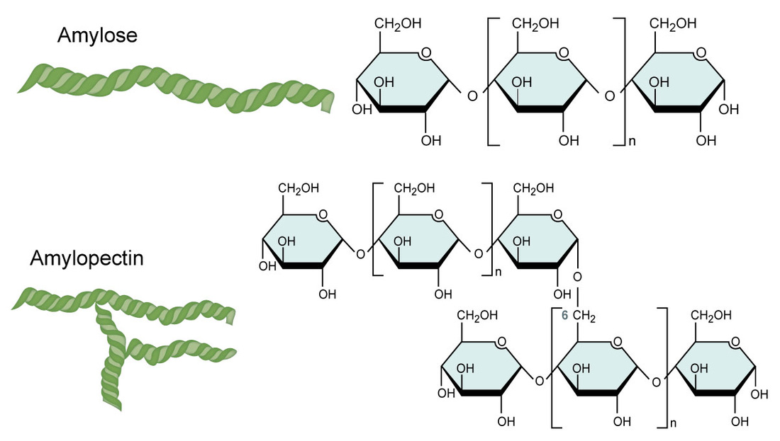 <ul><li><p>Helix shape (w additional branches from 1,6 glycosidic bond)</p></li><li><p>Made by plants for energy </p></li><li><p>Even more starch than amylose</p></li></ul>