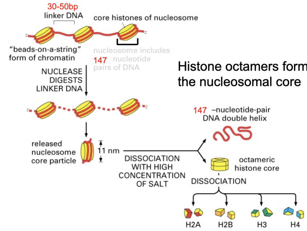 <p>histone octamers</p>